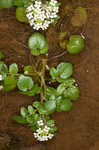 Watercress